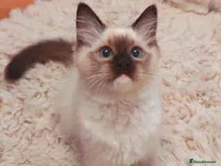 Ragdoll cats Raised with Love, ready for forever homes 🏠❤️ - Advert 8