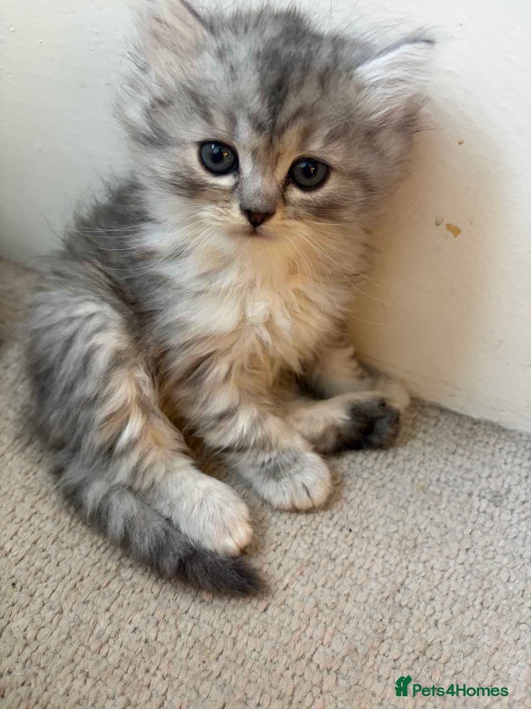 British Shorthair cats for sale: 5 British Chinchilla Shorthair Mix Kittens - Advert 18