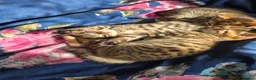 Domestic Shorthair cats for sale: 5 beautiful tabby kittens for Sale!!! - Advert 29