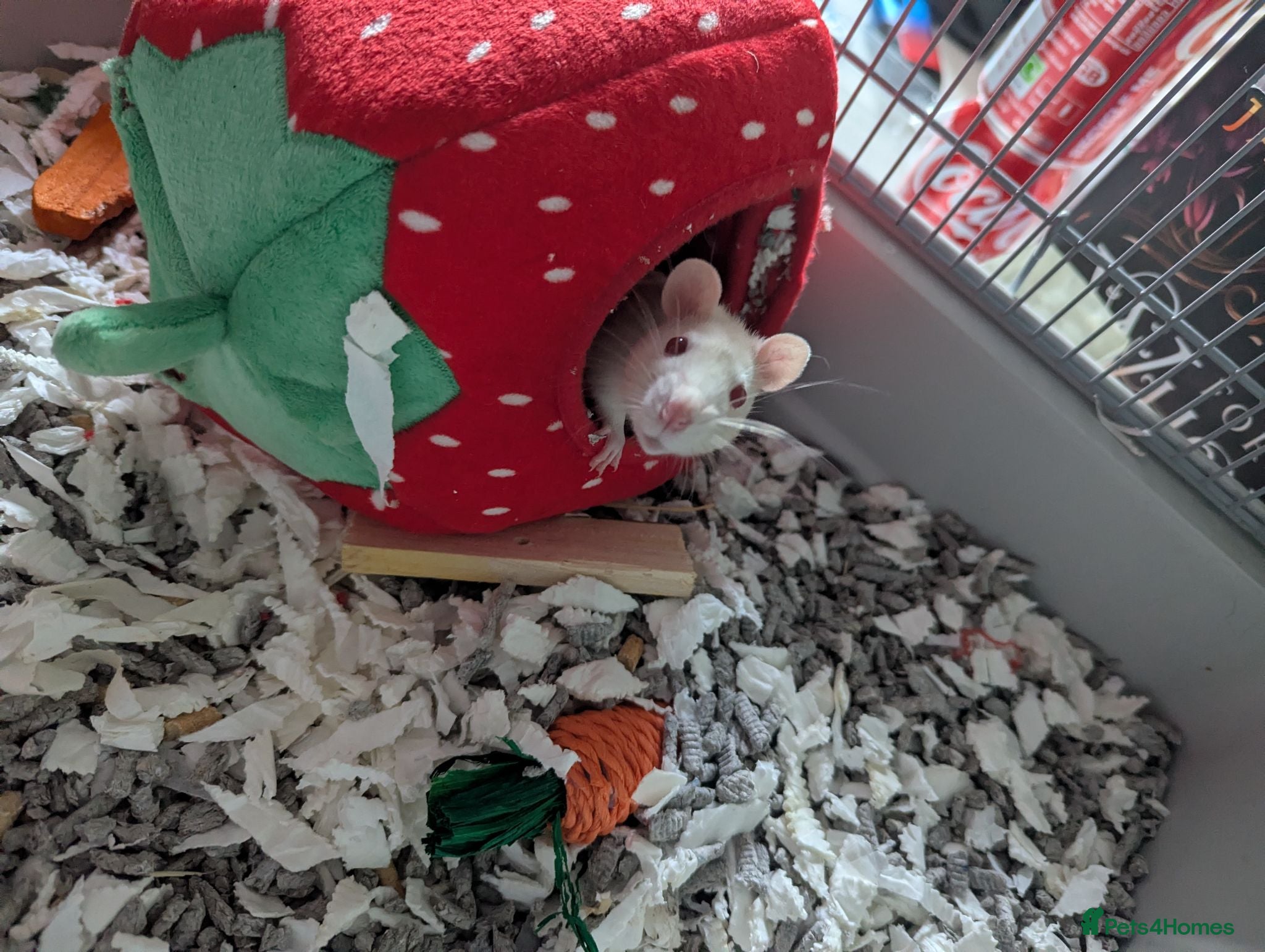 Rat rodents 4x female rats - Advert 2
