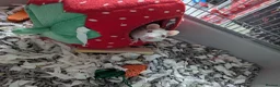 Rat rodents for sale: 4x female rats in Penrith - Advert 1
