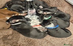 Mixed Breed dogs for sale: Litter of 7 dalmatian cross puppies - Image 8