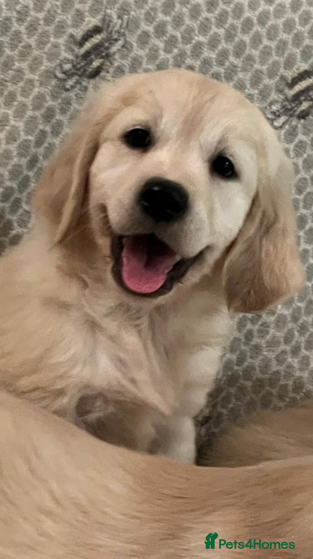 Golden Retriever dogs for sale: Golden retriever puppies - Advert 20