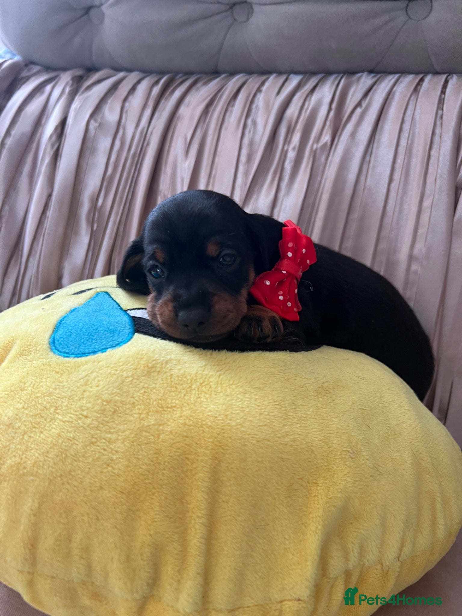 Miniature Dachshund dogs 🐶 💕1 left girl available - Advert 2