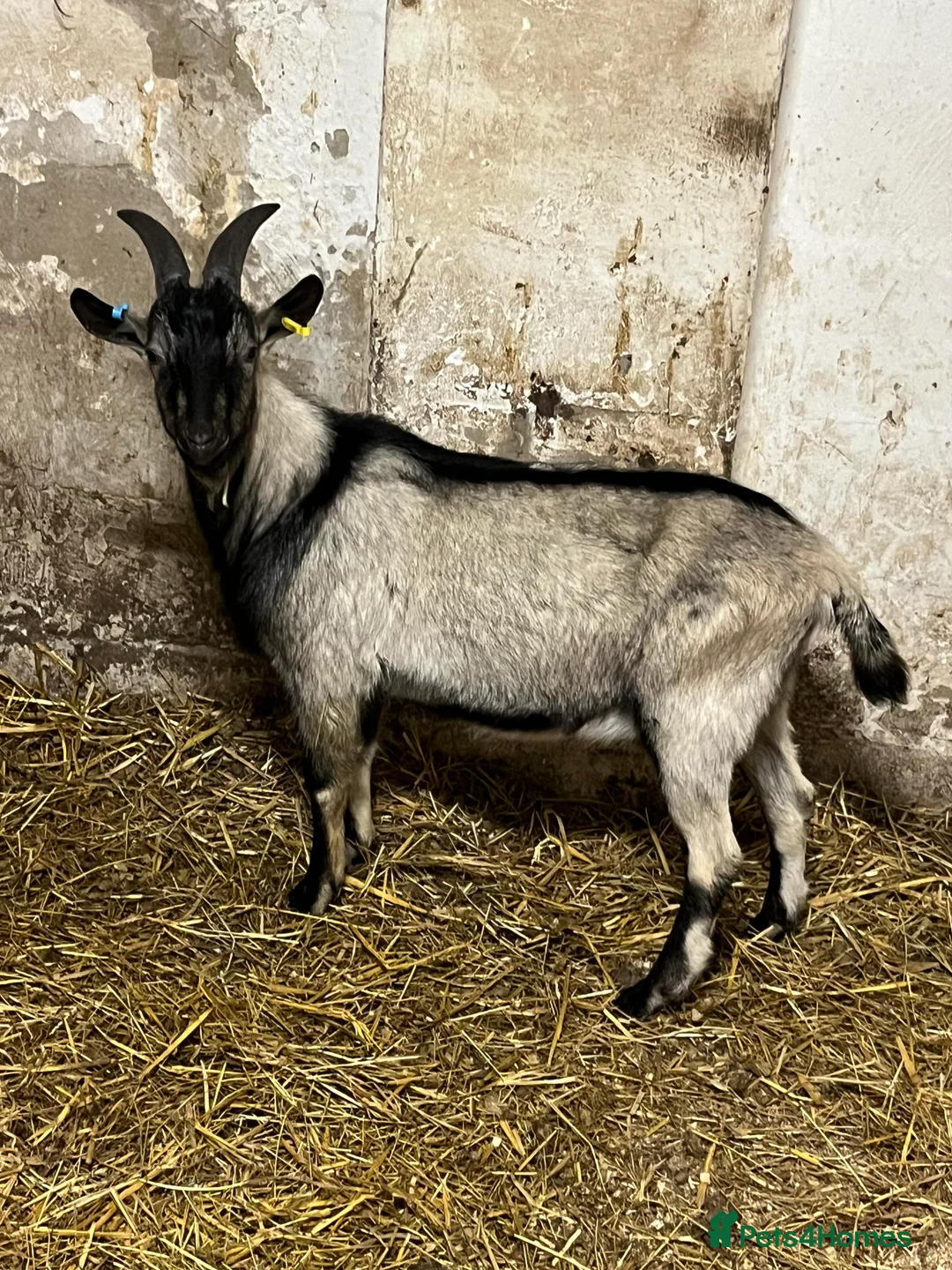 Goats livestock for sale: old english billy goats  - Advert 4