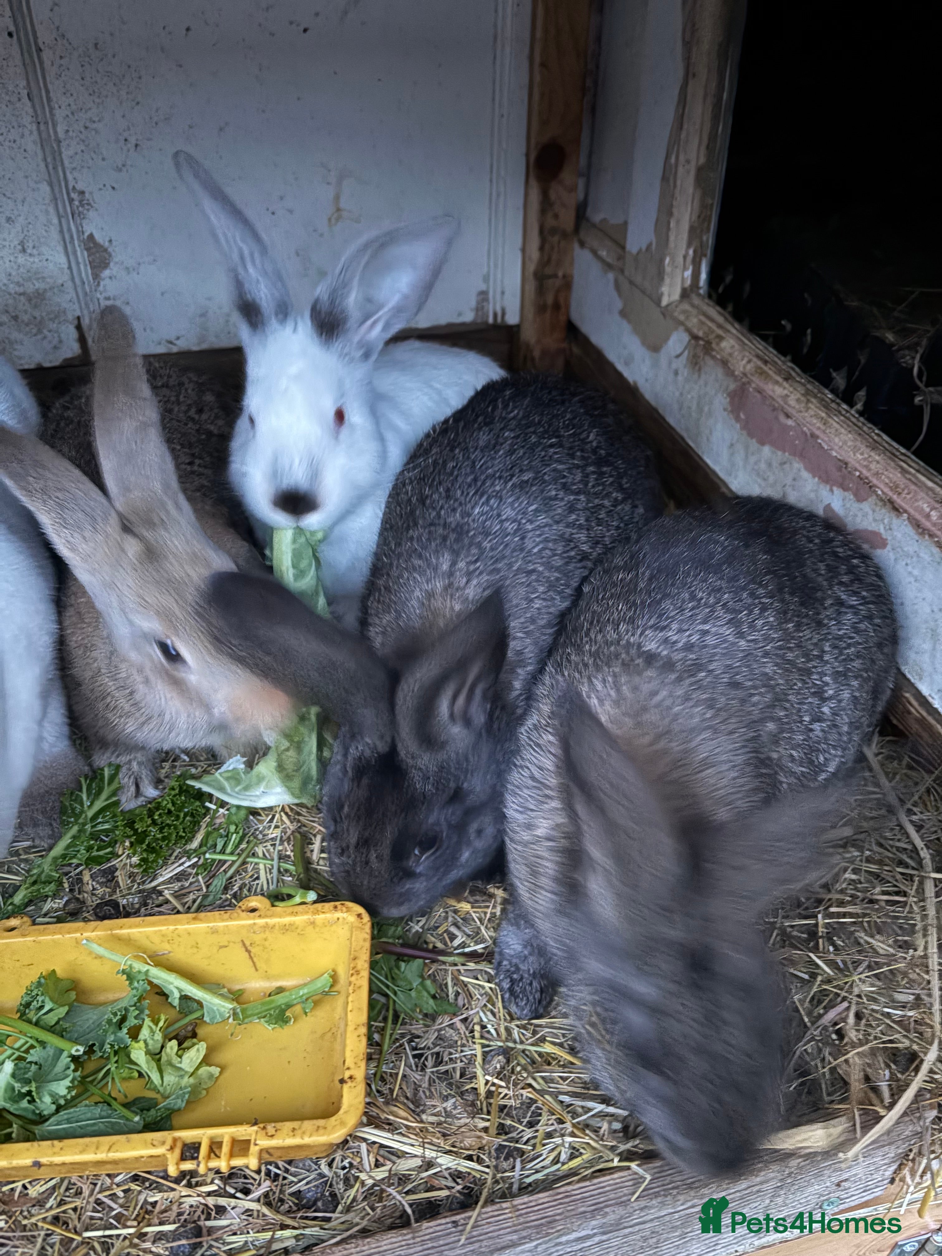 Mixed Breed rabbits Mixed make and female bunnies - Advert 10