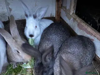 Mixed Breed rabbits Mixed make and female bunnies in Calne - Advert 1