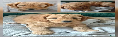 Cockapoo Puppy 2