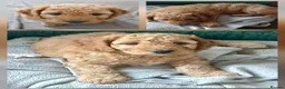 Cockapoo dogs for sale: F2 Cockapoos  - Advert 4