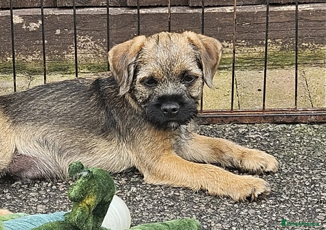 Border Terrier dogs for sale: 10 wk old Border Terrier Dog Puppy  - Advert 2