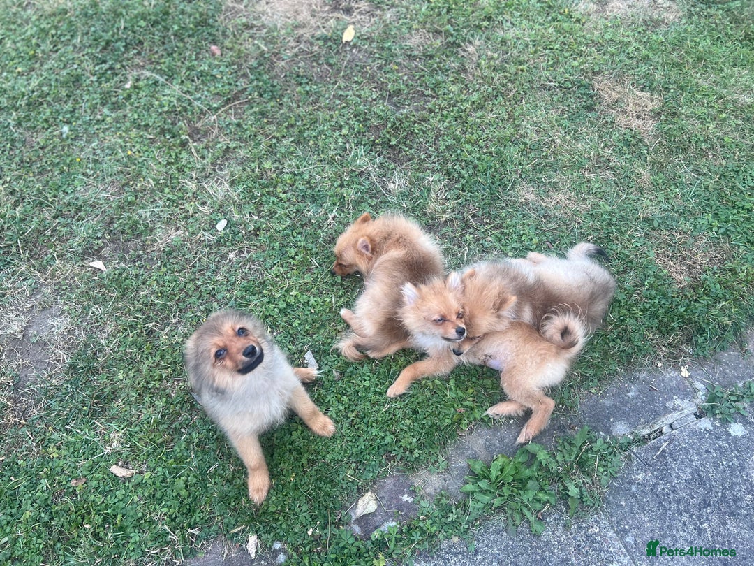 German Spitz dogs for sale: 4x Beautiful German Spitz Pomeranian Puppies  - Image 2