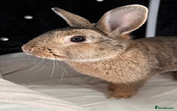 Tan rabbits for sale: Rabbit up for adoption  - Image 1