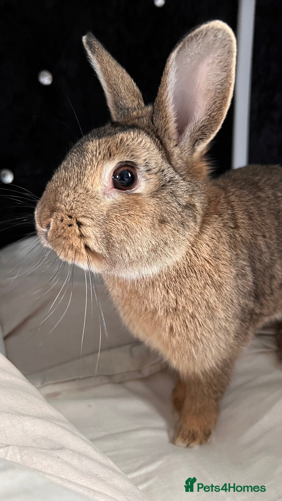 Tan rabbits for sale: Rabbit up for adoption  - Image 1