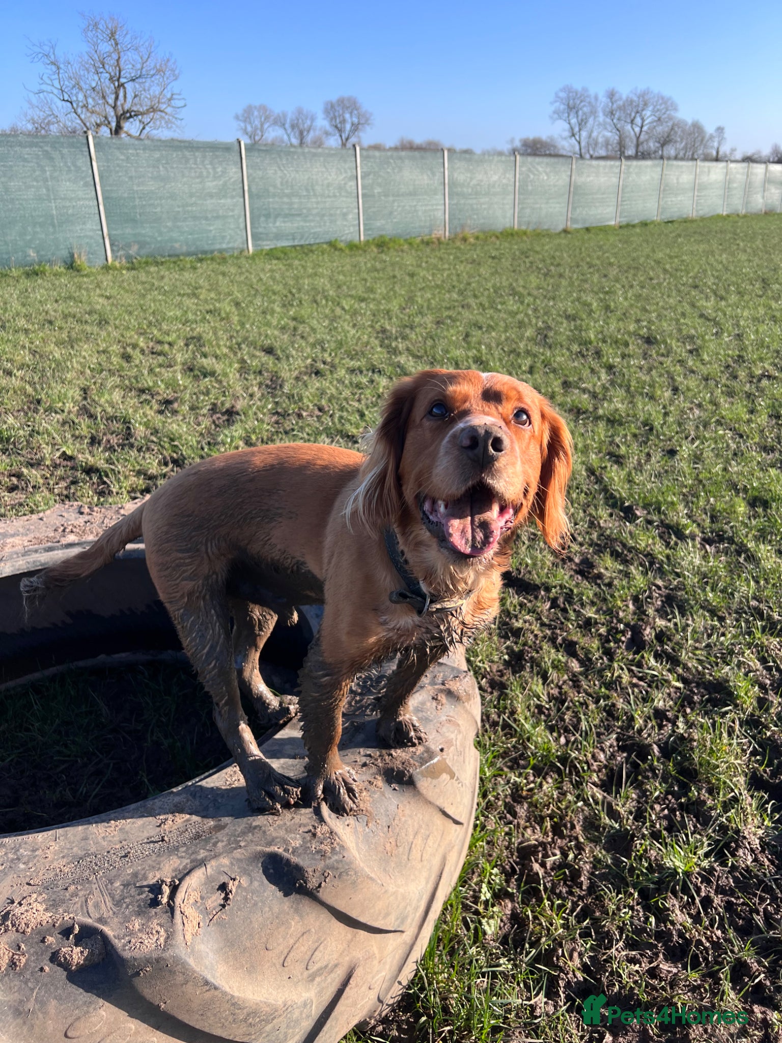 Clumber Spaniel dogs Clumber Spaniel Cross available for Stud  - Advert 1