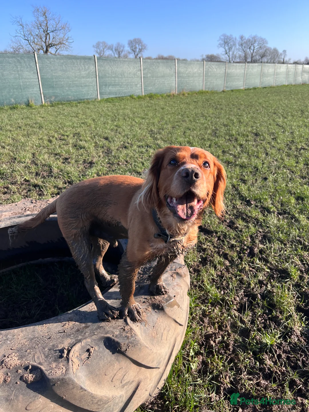 Clumber Spaniel dogs for stud: Clumber Spaniel Cross available for Stud  - Advert 1