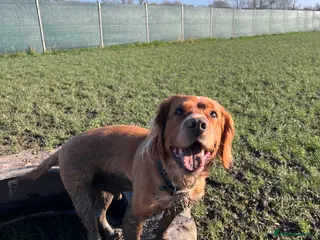 Clumber Spaniel dogs Clumber Spaniel Cross available for Stud - Advert 1