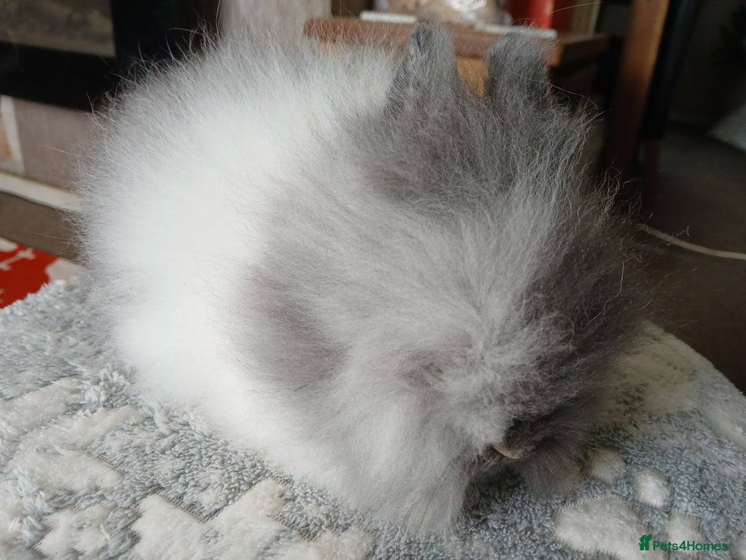Lionhead rabbits for sale: Stunning DM Lionhead baby rabbits  - Advert 9