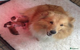 Shetland Sheepdog dogs for sale: Sheltie Puppies - Advert 2