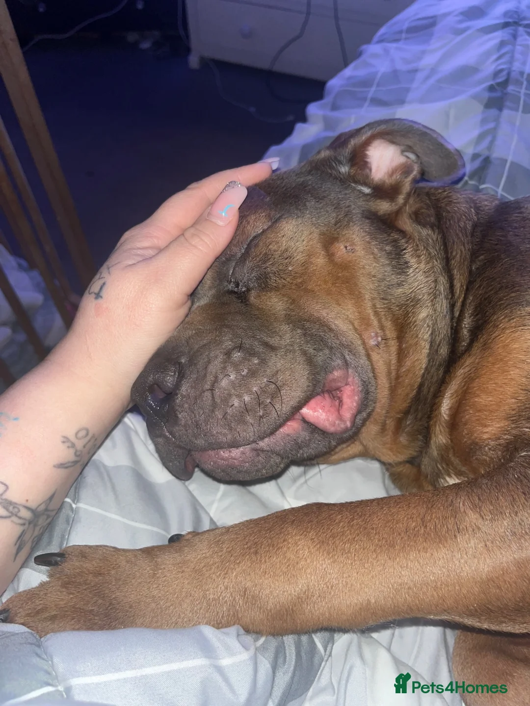 American Bully dogs for sale: Buster the pocket bully  in Bolton - Advert 2
