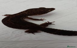 Leopard Gecko reptiles for sale: Three stunning leopard geckos for sale in Hinckley - Image 9