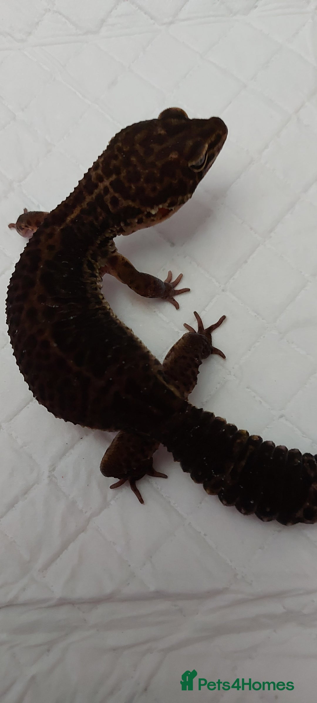 Leopard Gecko reptiles for sale: Three stunning leopard geckos for sale in Hinckley - Image 9