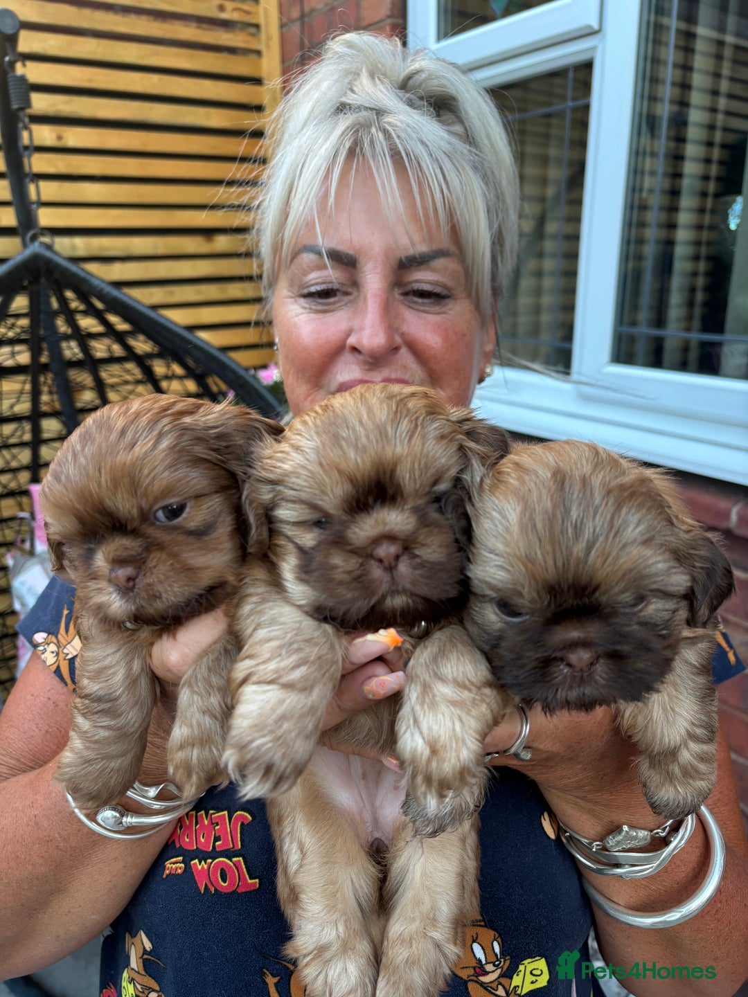 Shih Tzu dogs for sale: Shihtzu imperial  - Image 2