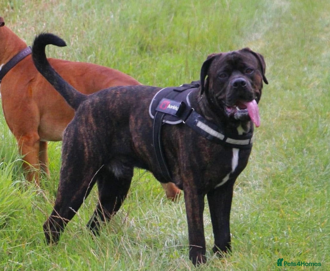 Cane Corso dogs for sale: Rusty the cane corso - Image 5