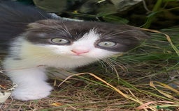 Scottish Fold cats for sale: Beautiful 12-Week-Old Scotch Fold Kitten 🐾 - Image 3