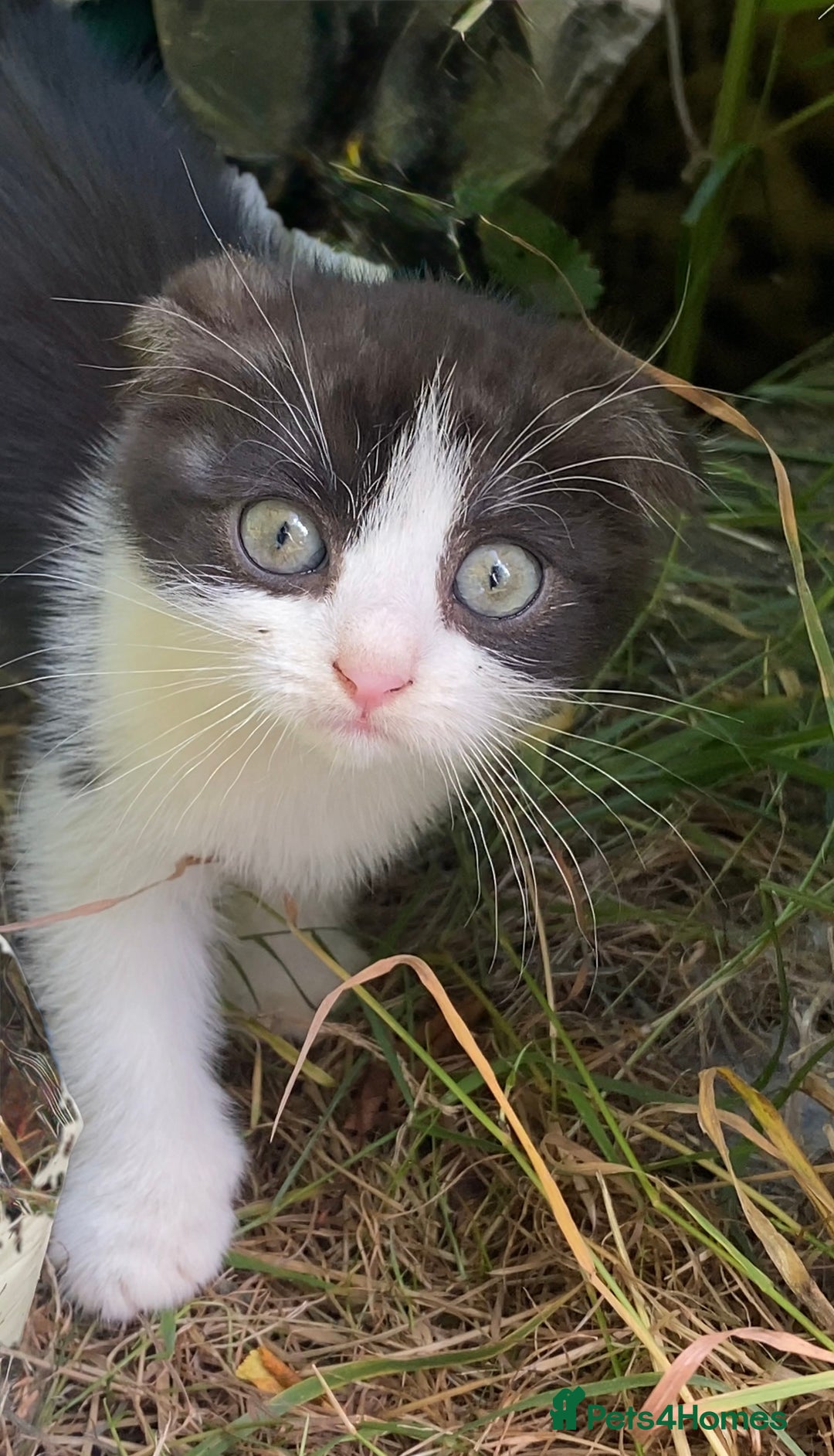 Scottish Fold cats for sale: Beautiful 12-Week-Old Scotch Fold Kitten 🐾 - Image 3