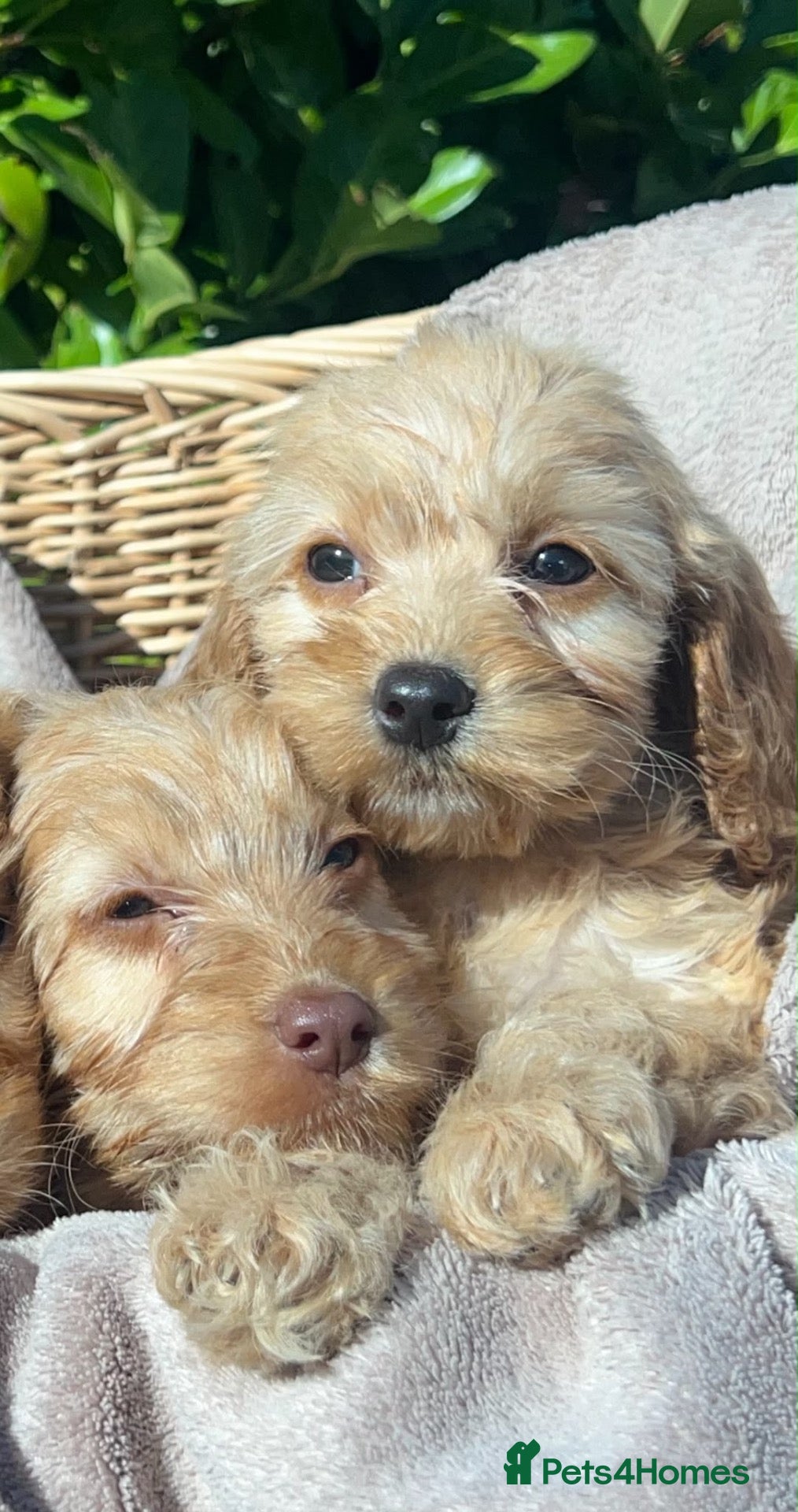 Cockapoo dogs Cockerpoo - Advert 2