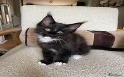 Maine Coon cats for sale: Mainecoons  - Image 11