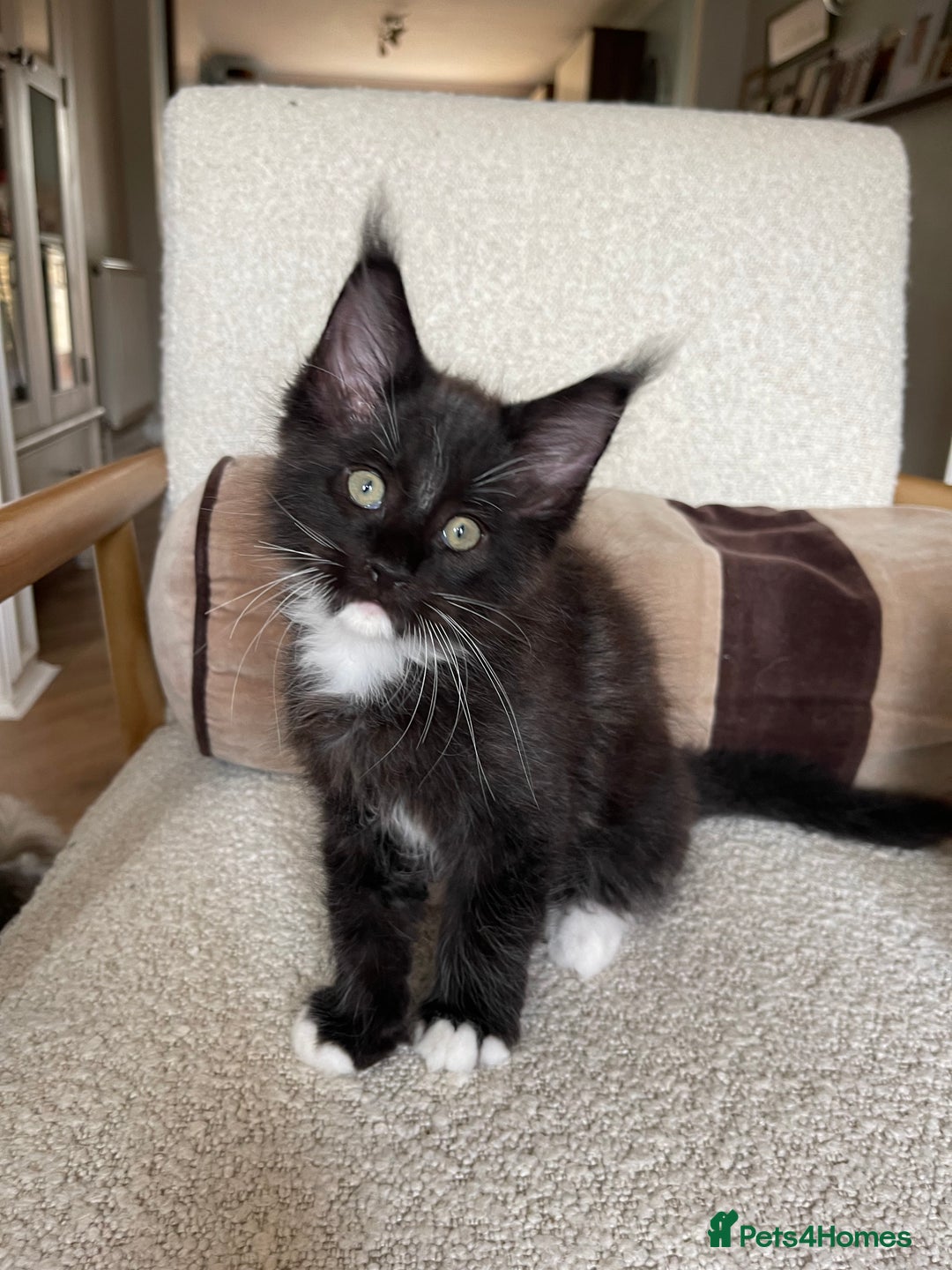 Maine Coon cats for sale: Mainecoons  - Image 11