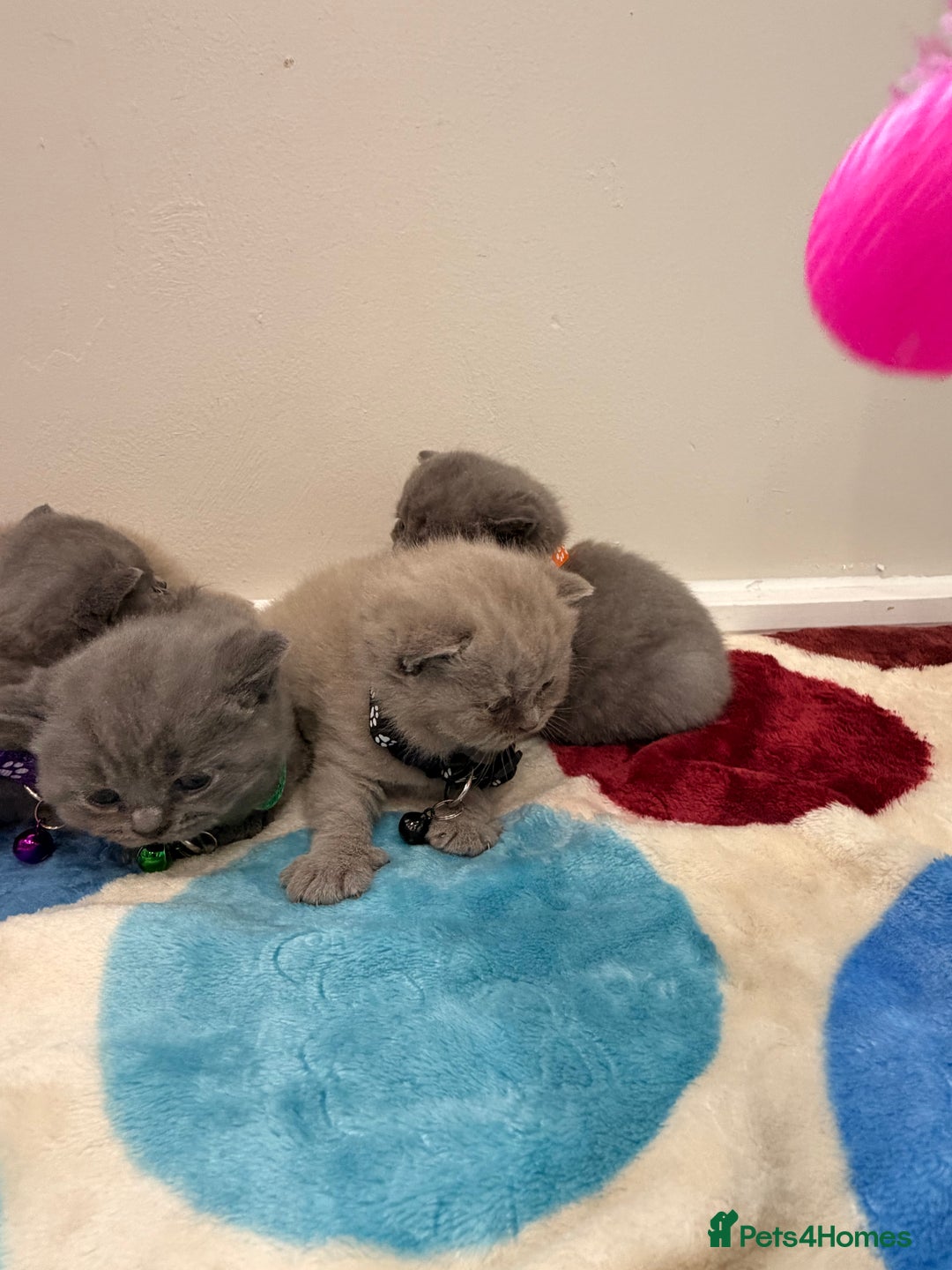 British Shorthair cats for sale: Beautiful big British Shorthair Kittens - Advert 10