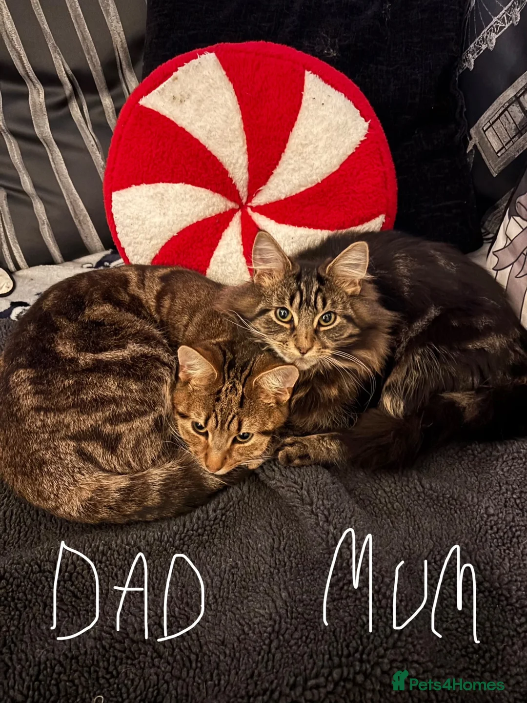 Mixed Breed cats for sale: Selling one mixed kitten in Manchester - Advert 2