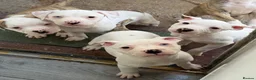 American Bulldog dogs for sale: AMERICAN BULLDOG PUPIES - Advert 3