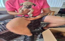 Lurcher dogs for sale: Lurcher long an short wired puppies - Image 2