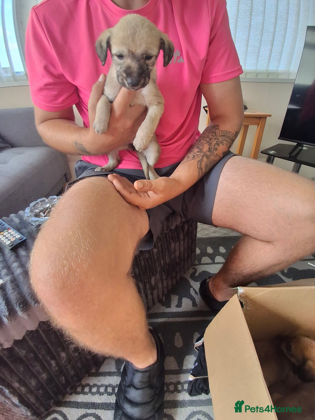 Lurcher dogs for sale: Lurcher long an short wired puppies - Image 2