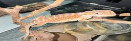 Leopard Gecko reptiles for sale: Available Rescue Looking for Their Forever Homes - Advert 11