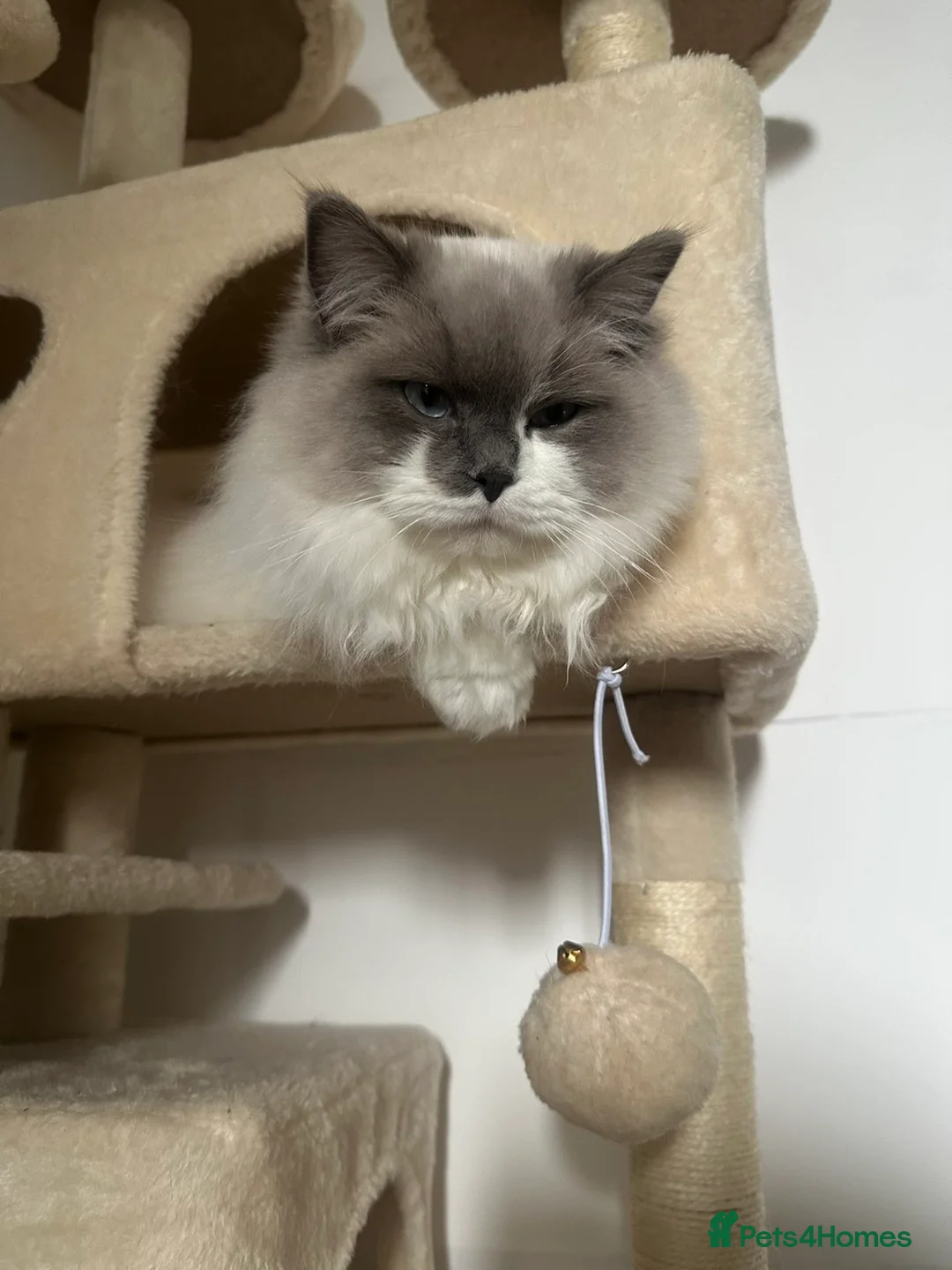 Ragdoll cats for sale: 9 month old ragdoll - Advert 2