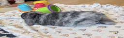 Mini Lop rabbits for sale: 8 month old lop - Advert 5