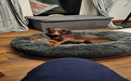 Dobermann dogs for sale: 10 month old Doberman female - Image 7