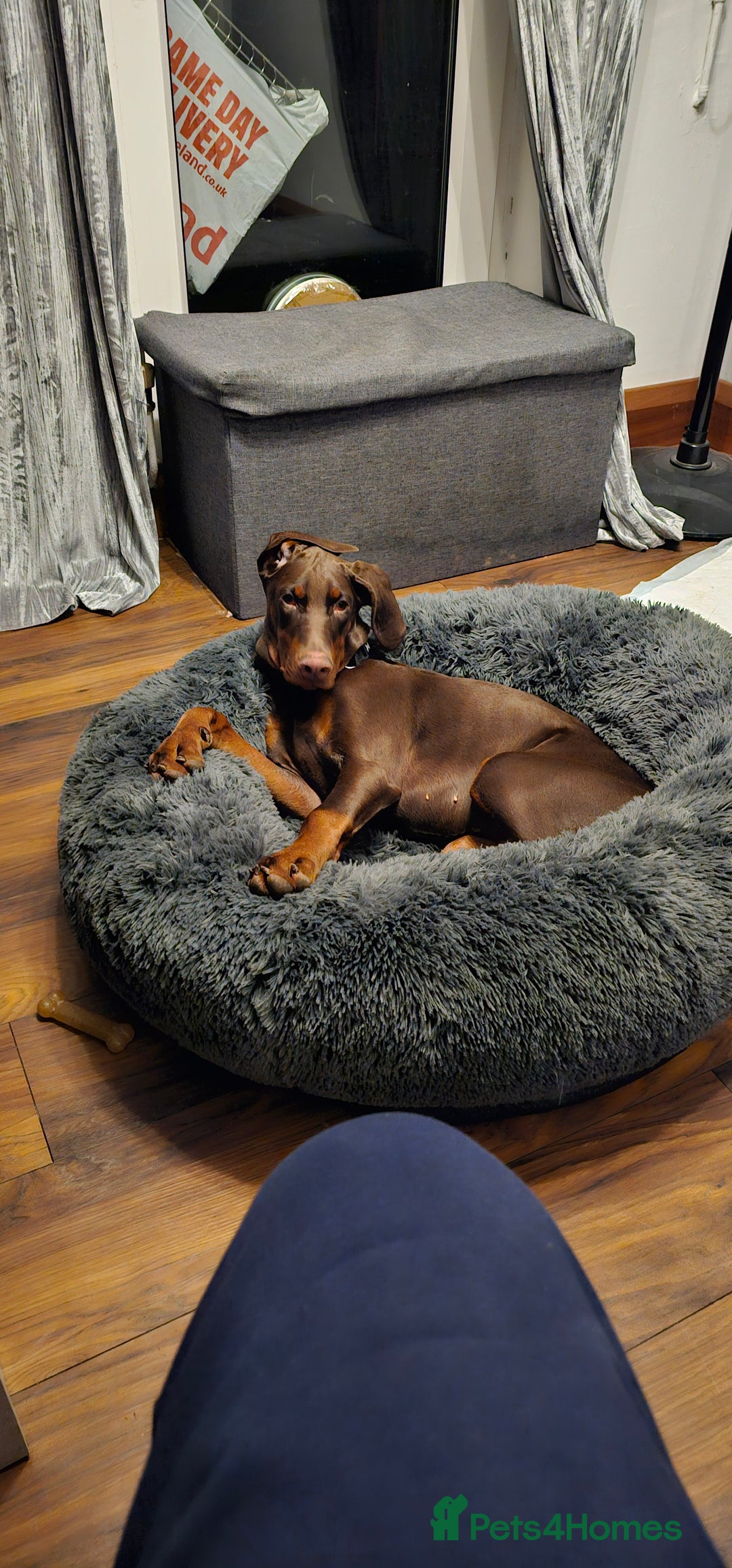 Dobermann dogs for sale: 10 month old Doberman female - Image 7
