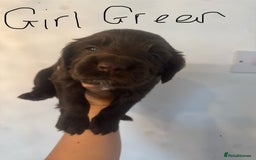 Cocker Spaniel dogs for sale: Cocker Spaniel Puppies - Image 18