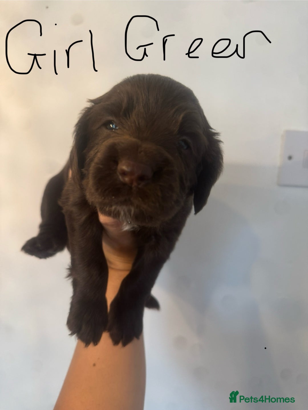 Cocker Spaniel dogs for sale: Cocker Spaniel Puppies - Image 18