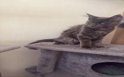 Maine Coon cats for sale: Blue smoke female Maine coon for sale  - Image 1