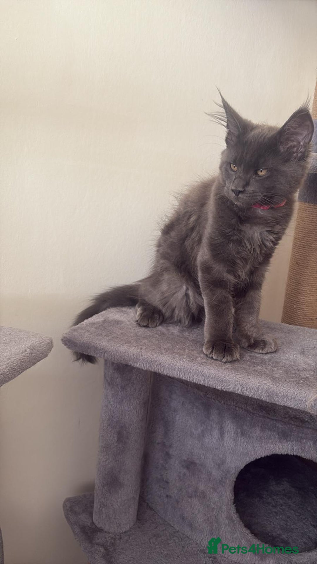 Maine Coon cats for sale: Blue smoke female Maine coon for sale  - Image 1