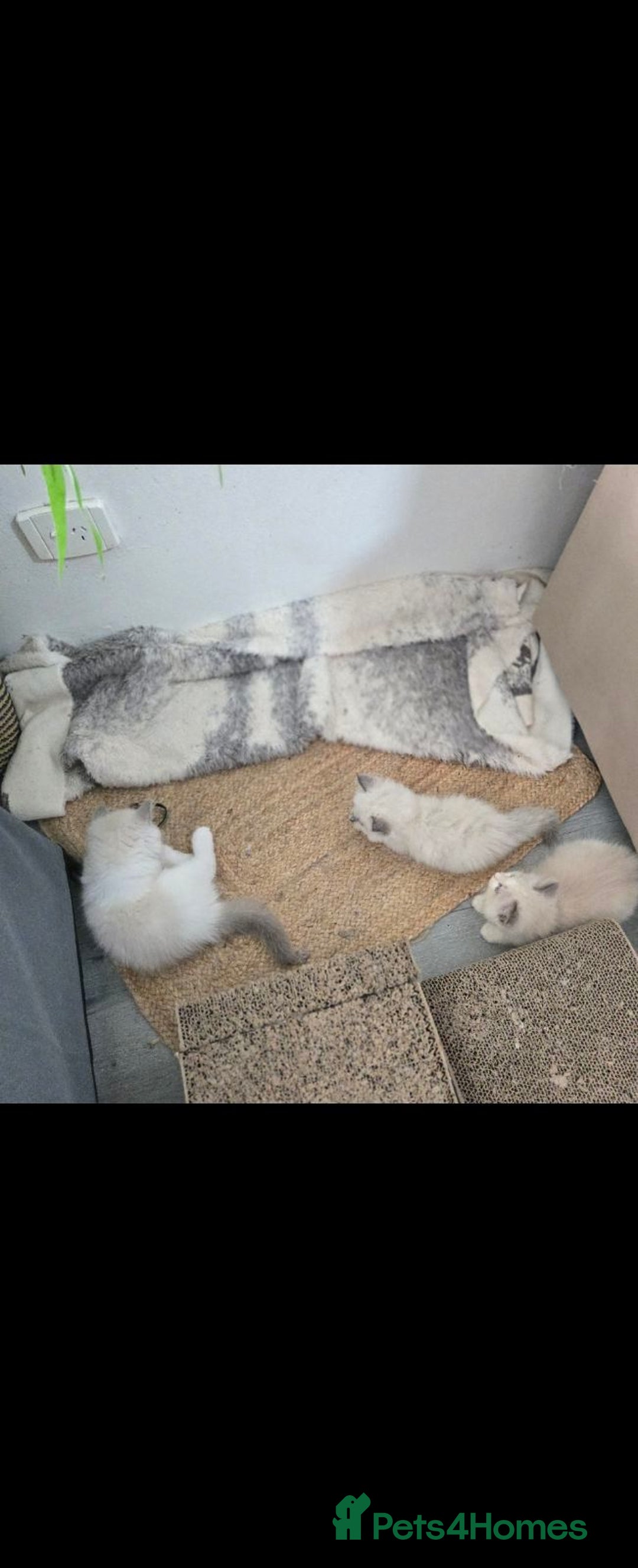 Ragdoll cats for sale: fluffie rag-dolls - Image 6