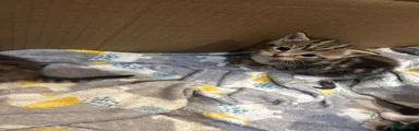 Domestic Shorthair 3