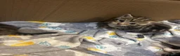 Domestic Shorthair cats for sale: Kittens for sale  - Advert 5