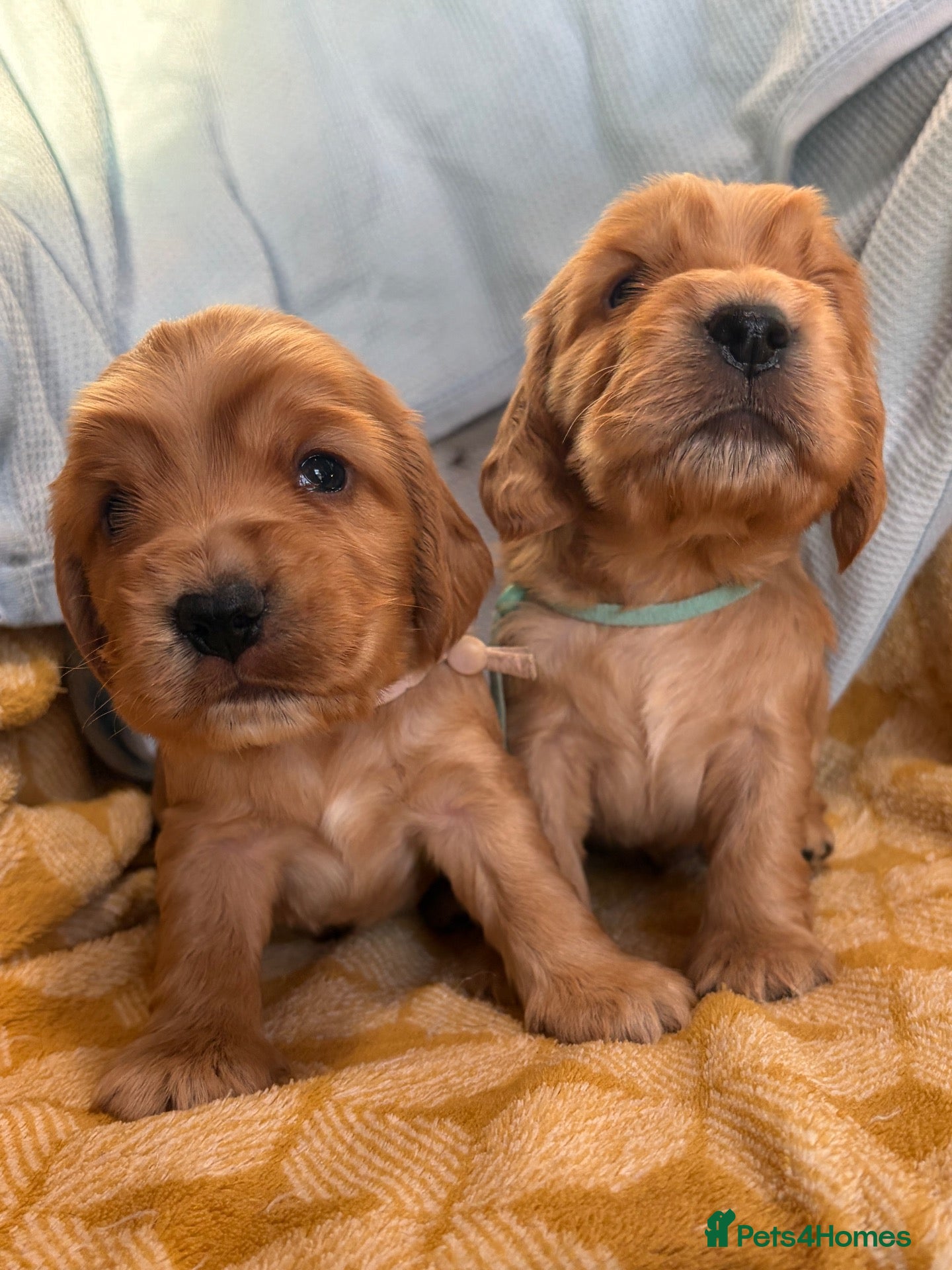 Cocker Spaniel dogs KC show type cocker spaniel (licensed breeder✨)  - Advert 1